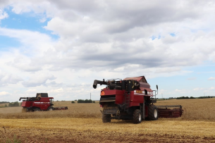 В Новогрудском районе убрано 29% зерновых и зернобобовых