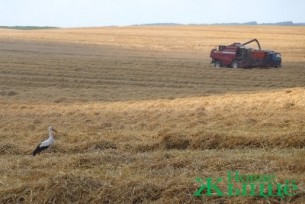На Новогрудчине началась массовая уборка зерновых