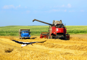В Новогрудском районе убрано 69% зерновых и зернобобовых