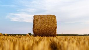 В Новогрудском районе убрано 89% зерновых и зернобобовых