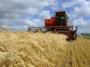 В Новогрудском районе убрано 85% зерновых и зернобобовых