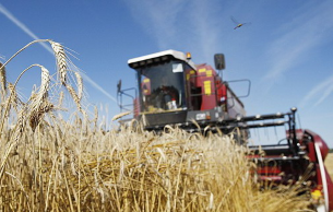 В Новогрудском районе убрано 36% зерновых и зернобобовых