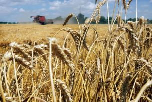 В Новогрудском районе убрано 65% зерновых и зернобобовых