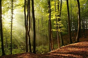 На Новогрудчине пройдет акция «Чистый лес»