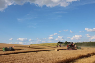 В Новогрудском районе убрано 28% зерновых и зернобобовых