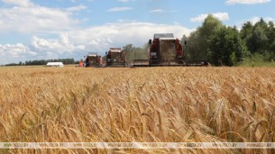 Grain harvest estimated at about 10.3m tonnes in Belarus