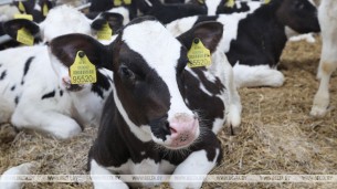 
Belarus ready to supply pedigree cattle to Russia’s Primorsky Krai