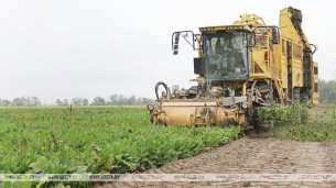 Sugar beets harvest campaign nearing completion in Belarus