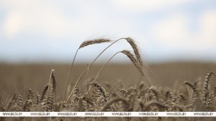 Nearly 80% of grain procurement plan fulfilled in Belarus