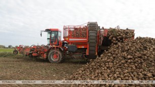 Сахарную свеклу в Беларуси убрали почти с 80% площадей