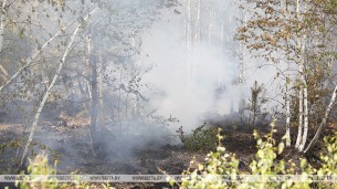 Ограничения на посещение лесов вводятся в Гродненской области