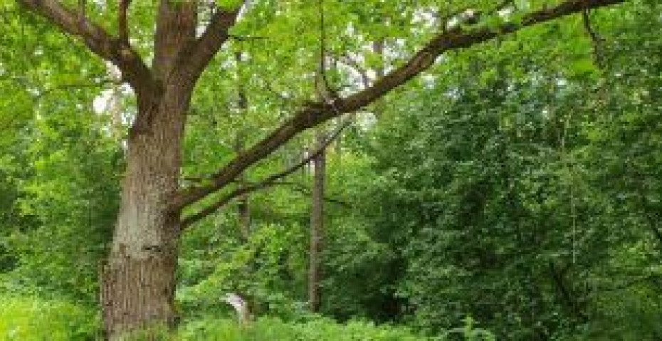 В 15 районах Гродненской области действуют запреты и ограничения на посещение лесов