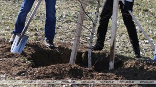 В населенных пунктах Гродненской области высадили 3,5 тыс. деревьев
